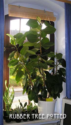 potted ficus elastica