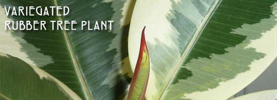 ficus variegated rubber