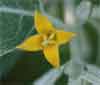 Russian Olive flower up close