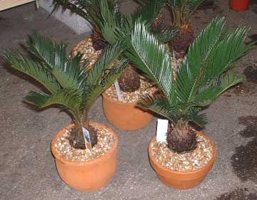 Sago Palm Care