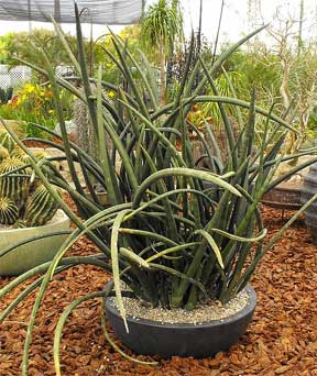 Sansevieria cylindrica