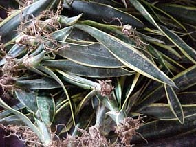rooted cuttings of sansevieria black gold