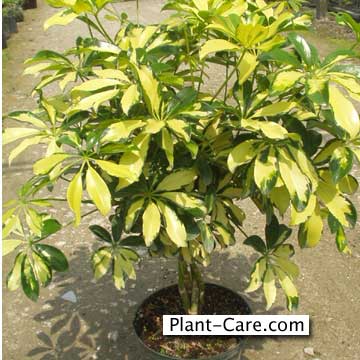 braided schefflera umbrella tree