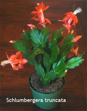 christmas cactus care how to propogate christmas cactus