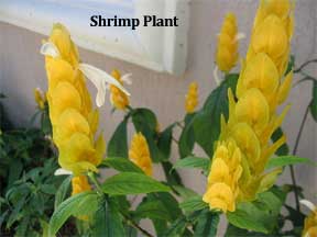 yellow golden shrimp plant