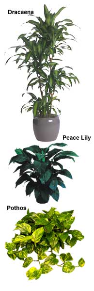 dracaena, peace lily and pothos are are top indoor air cleaners from the NASA clear air study