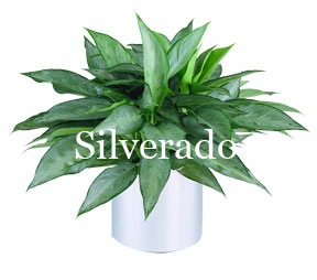 Aglaonema 