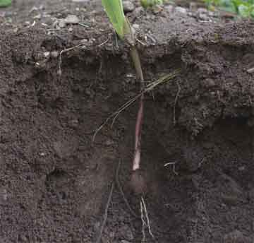 soil cross section