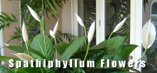 spathiphyllum flowers open and in bud