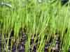 Grass seed sprouting