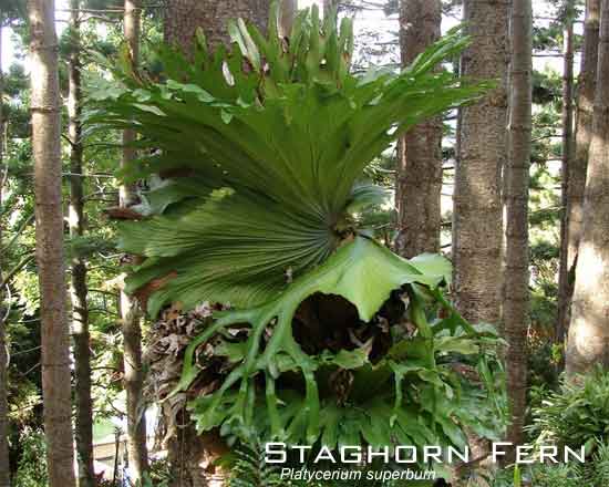 Staghorn Fern Platycerium superbum growing on tree