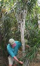 Stock Tree ready for cutting and rooting