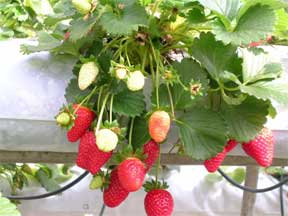 ripening strawberries