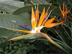 Strelitzia Regina in the Northeast