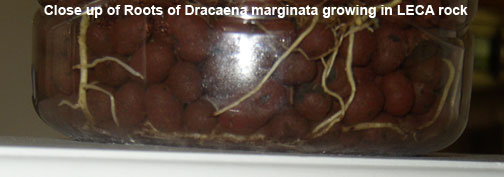 dracaena marginata subirrigation