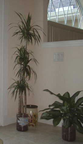 dracaena marginata