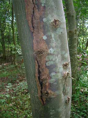 Sun scald on an Elm tree