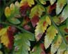 leaf burn on leather leaf fern