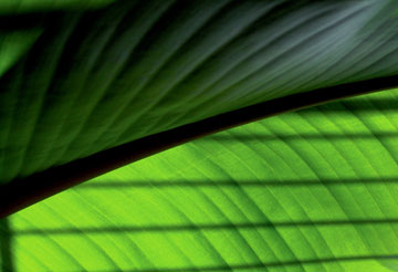 big white bird leaf with sun