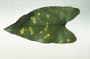 Syngonium species showing leaf spots from disease