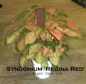 Syngonium Regina Red