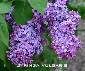 Blooming syringa vulgaris Congo