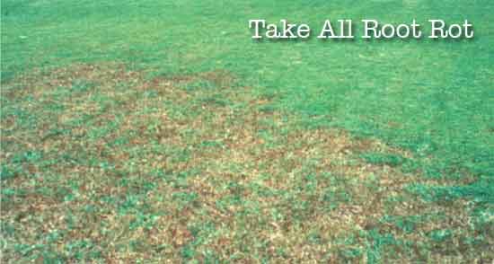 St Augustine grass with Take All Root Rot