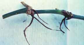 close up of St Augustine stolons with Take All root rot