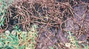 patchy areas with Take All root rot