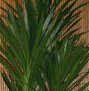 Dracaena 'Tarzan' close up showing wide leaves