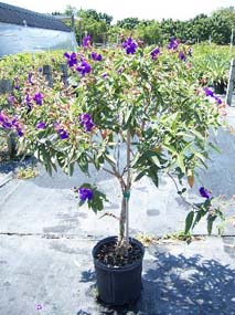 Princess Flower (Tibouchina Urvilleana) – Insight & Understanding - Pegasus  Products