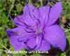 Ttibouchina urvilleana flower