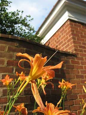 tiger lily landscape planted by wall.