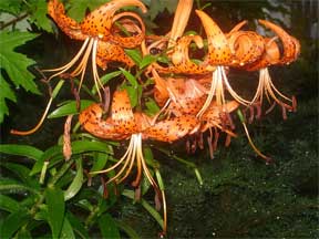 tiger lily orange flower