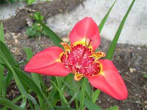 Mexican Tigerflowers – Tigridia Pavonia