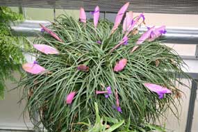 Tillansia Cyanea
