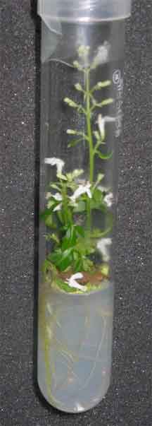 tissue culture  grown plant blooming in test tube