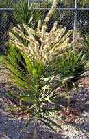 Dracaena 'Tarzan' in Flower!