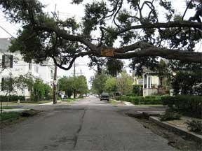 tree limb overhang road