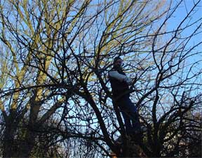 pruning apple trees in January