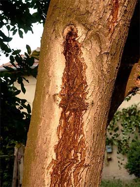 Tree wounded