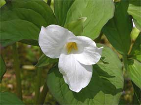 white Trillium grandiflorum flowering in the woods