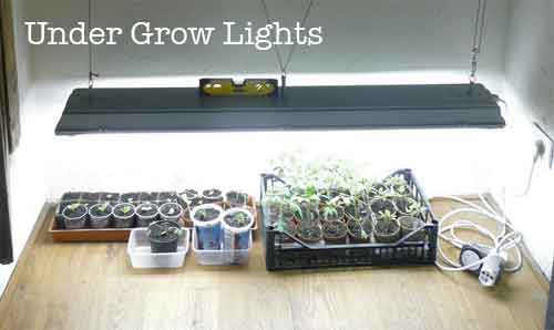 growing under grow lights
