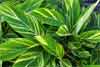 Variegated Ginger