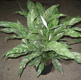 peace lily with white spots
