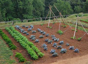 Design  House on When Selecting A Site For The Your Home Vegetable Garden  Drop The