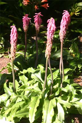 Veltheimia commonly called Cape Hyacinth