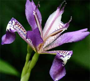 iris close up flower
