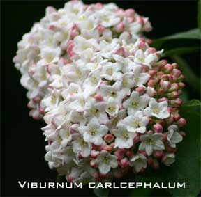Blooming viburnum carlcephalum