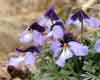 flowering viola pedata